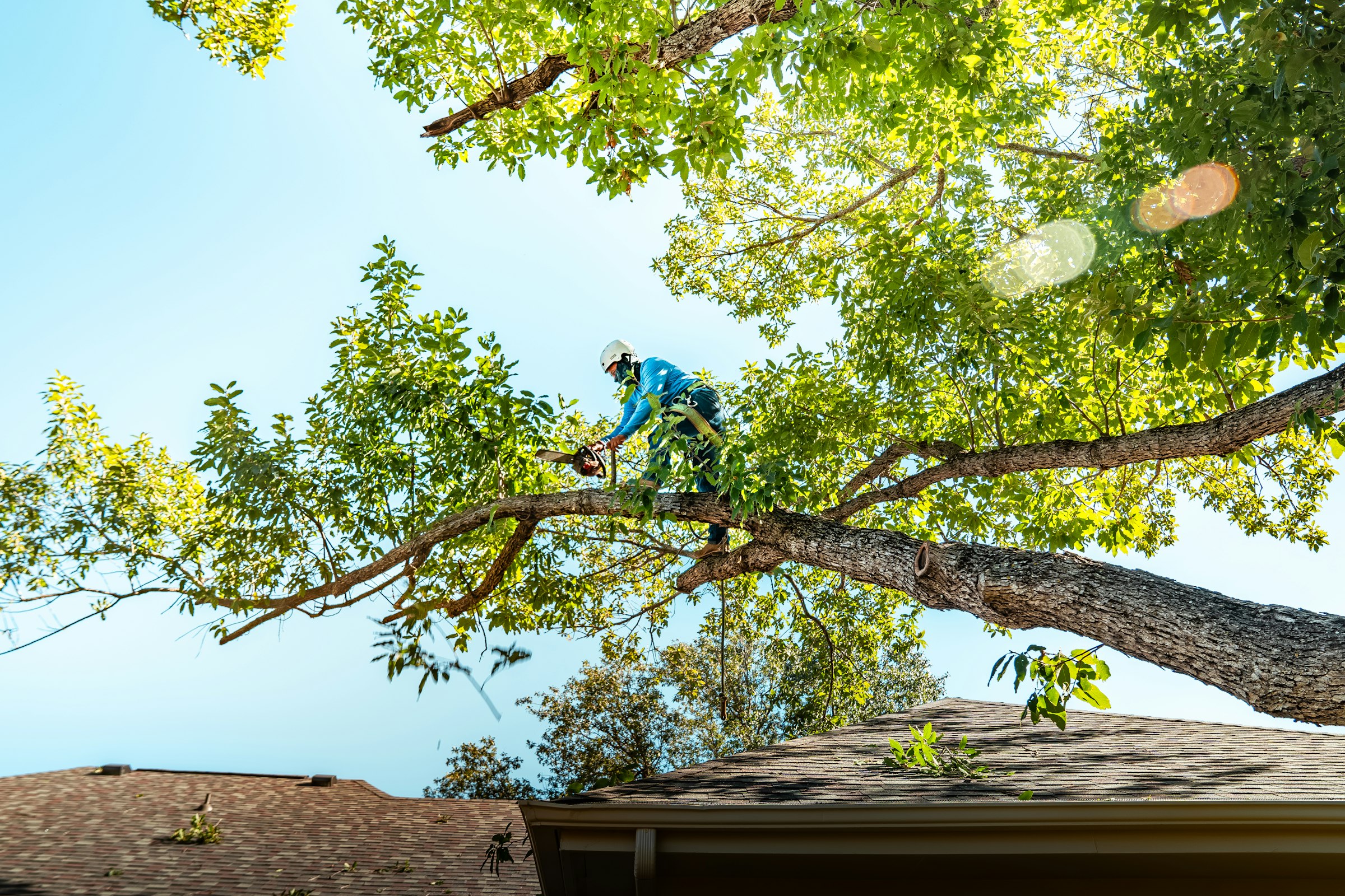 Arborist in a hard hat cutting back a limb that hangs over a roof