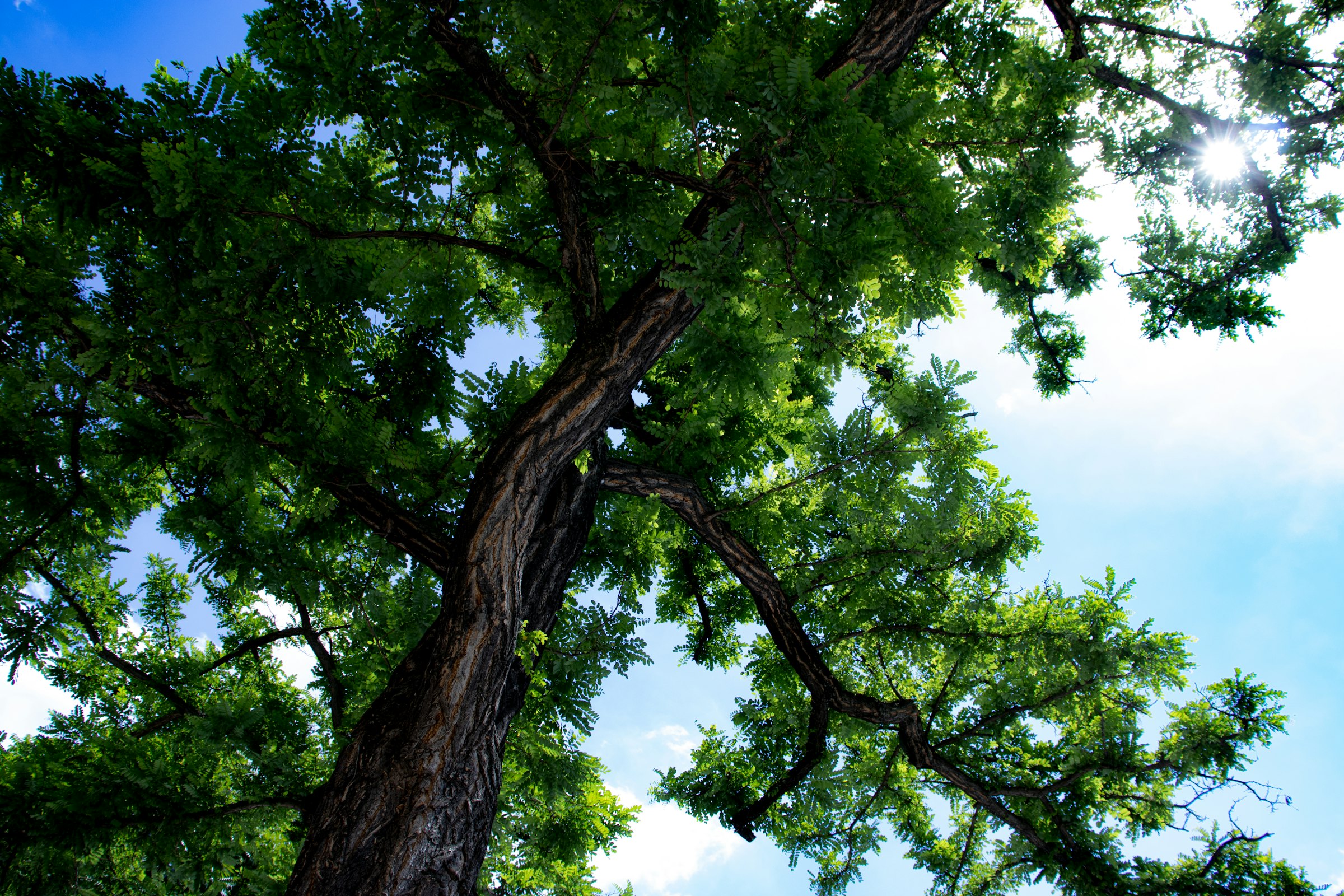 Looking up into a full, leafy canopy against a blue sky