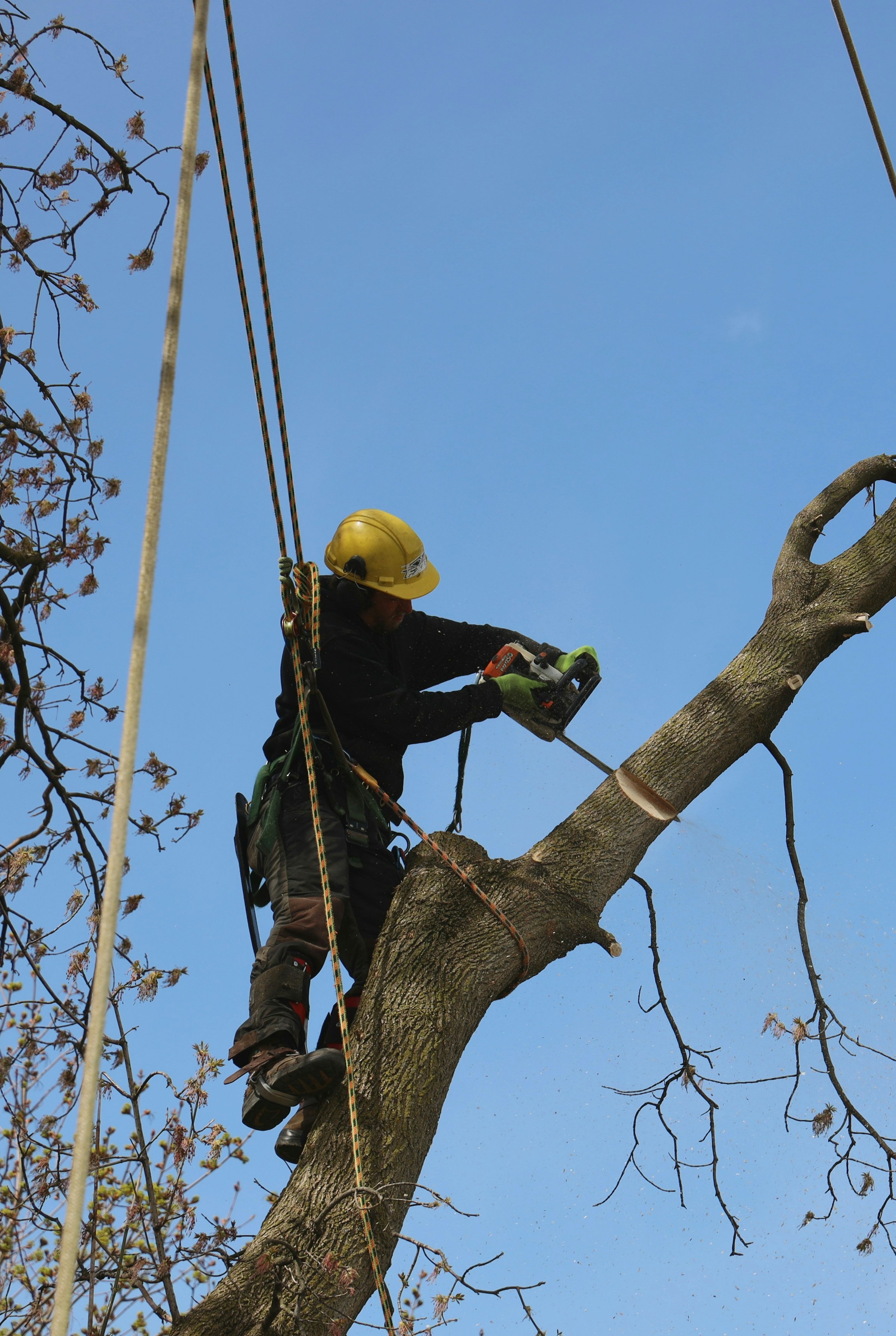Climber in a harness cutting a dead limb against the sky