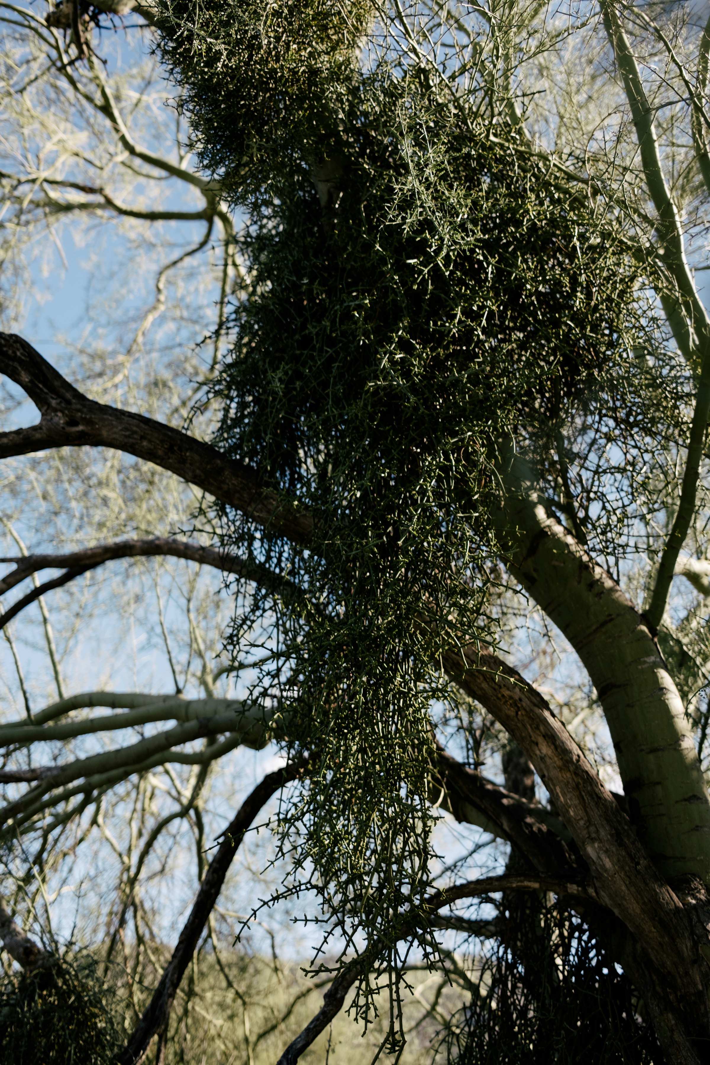 Clumps of mistletoe smothering a desert tree's branches