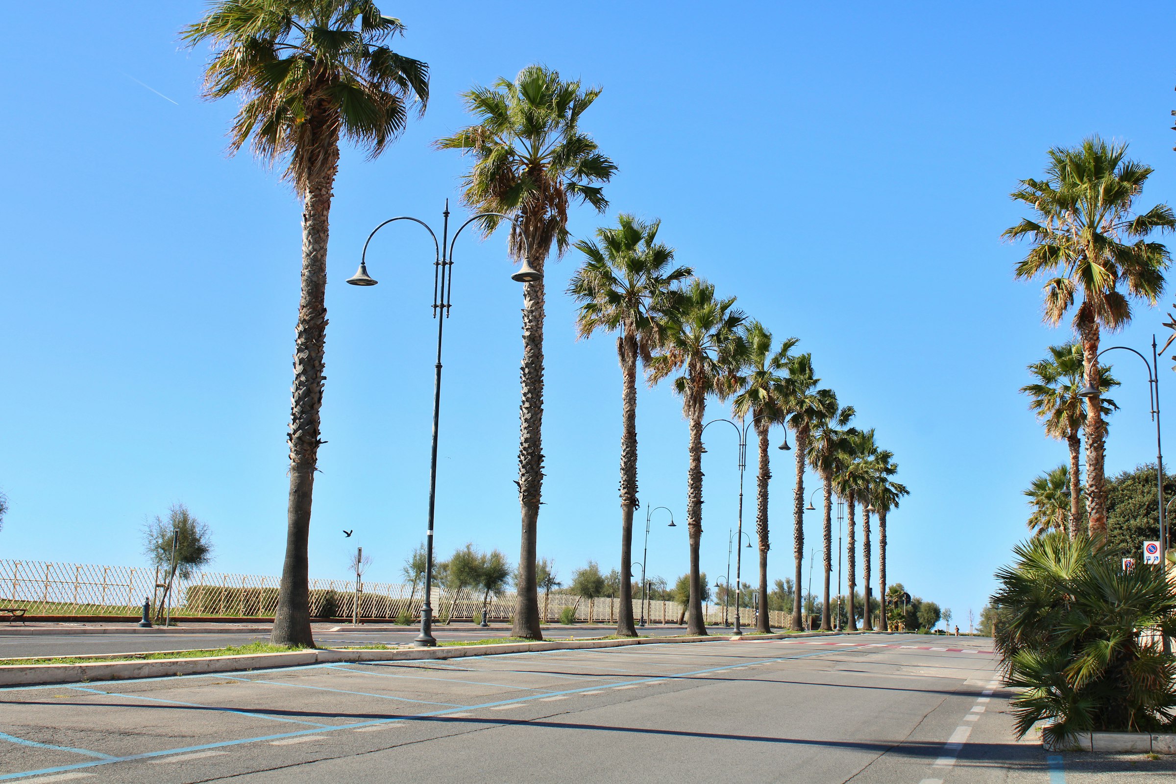 Row of tall palm trees against a blue sky