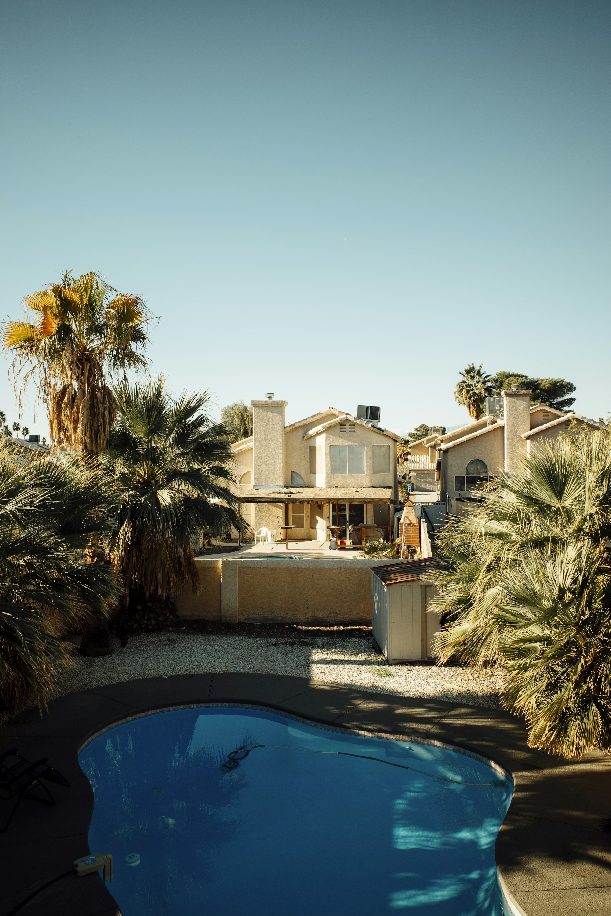 Fan palms beside a backyard pool