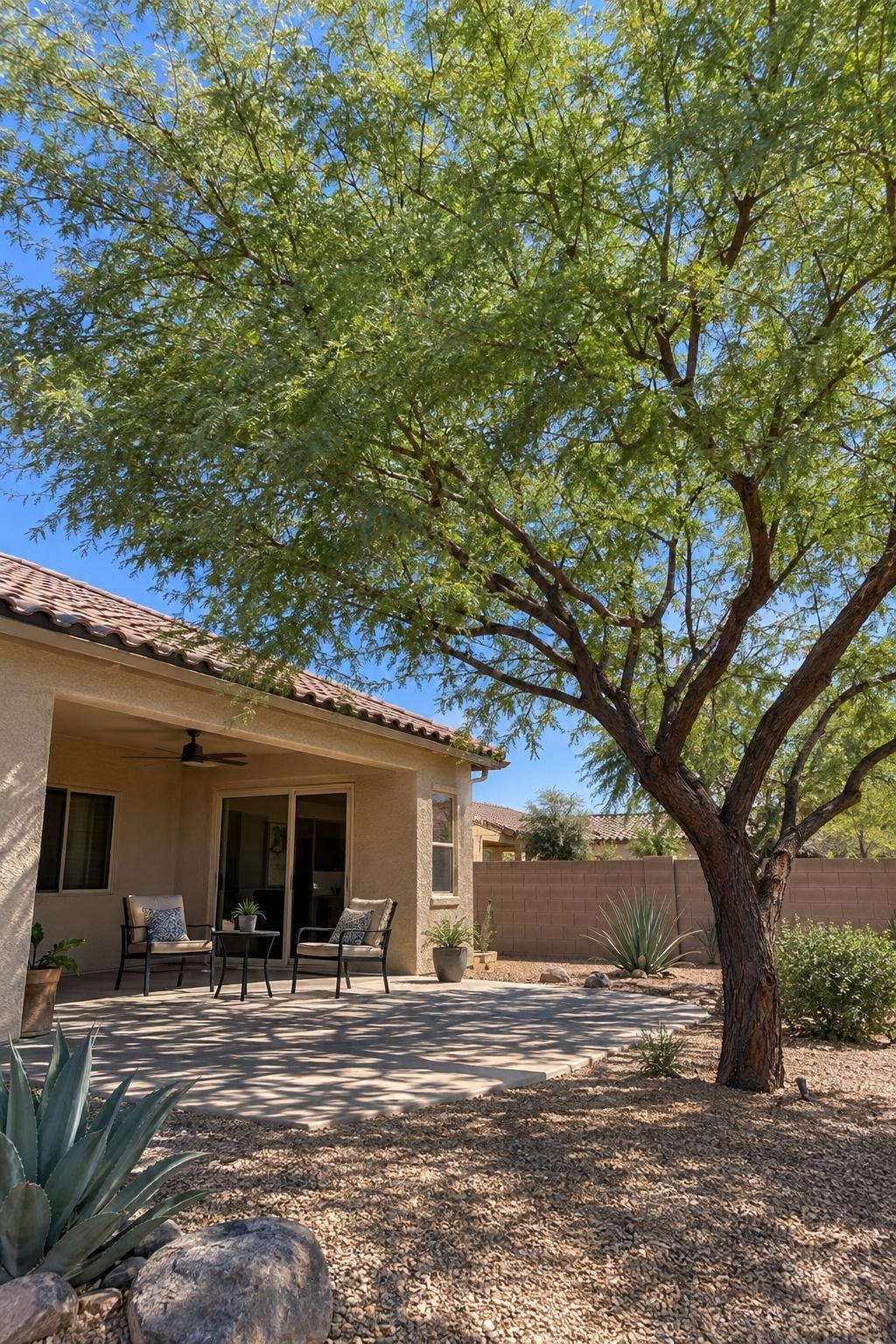 A pruned mesquite shading a backyard patio