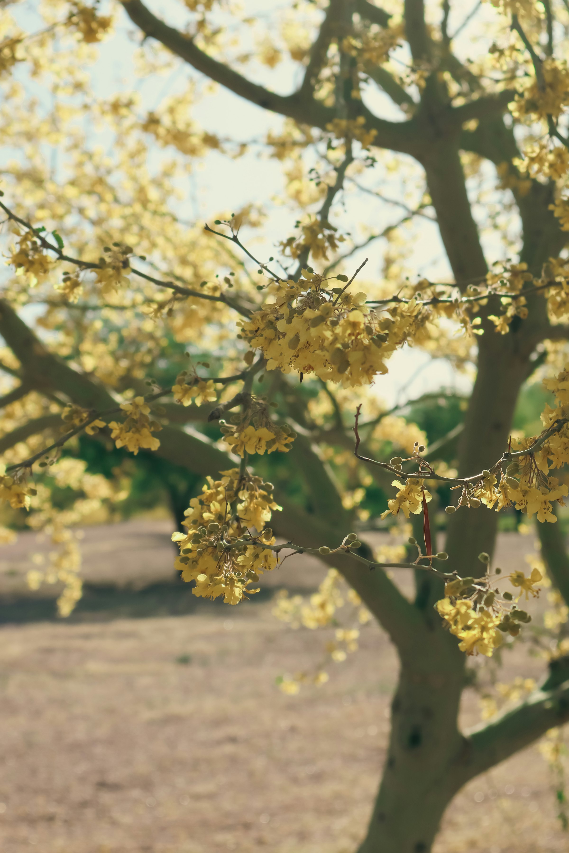 Young palo verde in yellow bloom in a dry yard